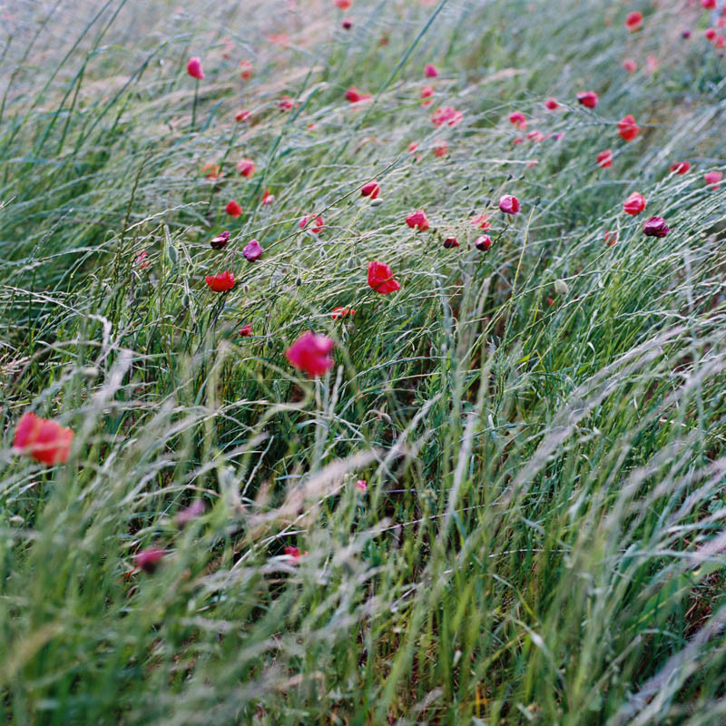 ©Lika-Banshoya_Photography_Poppy-field-Coquelicots-Drome-Rhone-Alpes