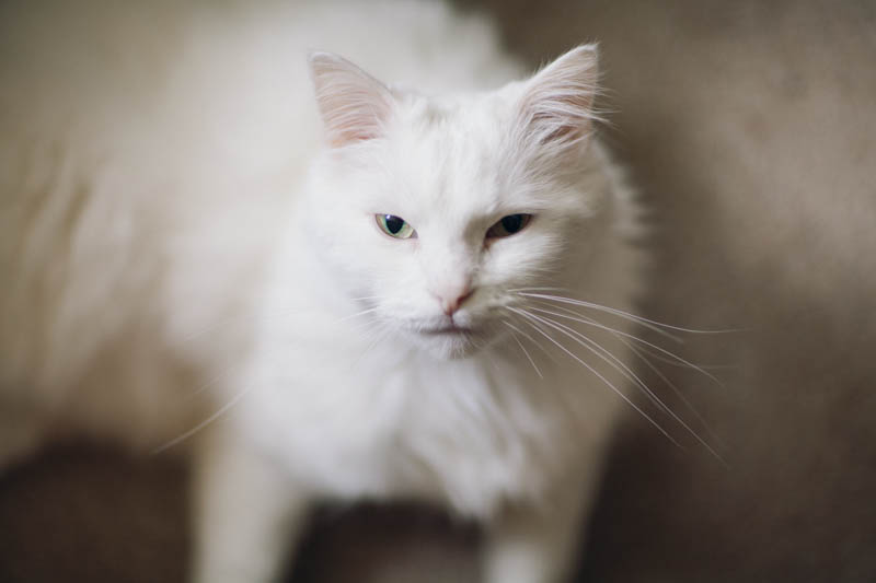 Portrait of a white cat, portrait session with the youthful Sunny. Lika Banshoya